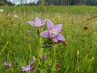 Gentianella germanica 5, Duitse gentiaan, Saxifraga-Ed Stikvoort