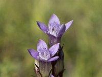 Gentianella germanica 9, Duitse gentiaan, Saxifraga-Willem van Kruijsbergen