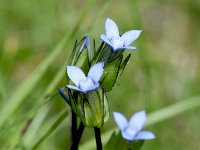 Gentianella tenellum