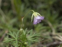 Geranium columbinum 21, Fijne ooievaarsbek, Saxifraga-Willem van Kruijsbergen