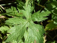 Geranium endressii 19, Roze ooievaarsbek, Saxifraga-Sonja Bouwman