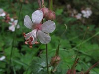 Geranium maccorrhizum 1, Saxifraga-Rutger Barendse