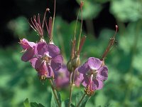 Geranium macrorrhizum 2, Saxifraga-Eugen Schaub