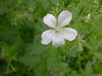 Geranium macrorrhizum 3, Saxifraga-Peter Meininger