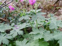 Geranium macrorrhizum 4, Saxifraga-Rutger Barendse