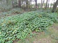 Geranium macrorrhizum 6, Saxifraga-Rutger Barendse