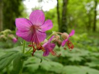 Geranium macrorrhizum 7, Saxifraga-Rutger Barendse