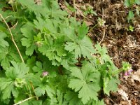 Geranium macrorrhizum 8, Saxifraga-Rutger Barendse