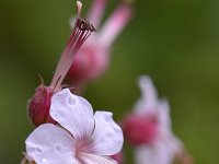 Geranium macrorrhizum 21, Rotsooievaarsbek, Saxifraga-Tom Heijnen