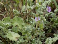 Geranium molle 32, Zachte ooievaarsbek, Saxifraga-Willem van Kruijsbergen