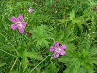 Geranium palustre 6, Saxifraga-Hans Grotenhuis