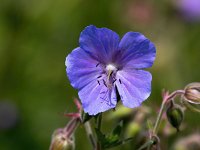 Geranium pratense 34, Beemdooievaarsbek, Saxifraga-Bart Vastenhouw