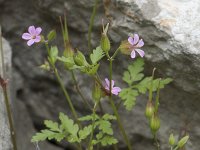 Geranium purpureum 39, Klein robertskruid, Saxifraga-Willem van Kruijsbergen