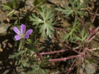 Geranium pusillum, Small-flowered Crane's-bill