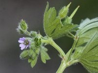 Geranium pusillum 3, Kleine ooievaarsbek, Saxifraga-Peter Meininger