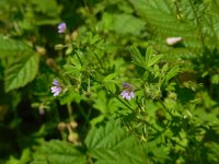 Geranium pusillum 6, Kleine ooievaarsbek, Saxifraga-Ed Stikvoort