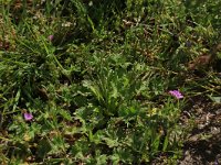 Geranium pusillum 10, Kleine ooievaarsbek, Saxifraga-Hans Boll