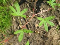 Geranium pusillum