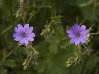 Geranium pyrenaicum, Hedgerow Crane's-bill