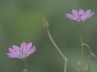 Geranium pyrenaicum 11, Bermooievaarsbek, Saxifraga-Jan van der Straaten