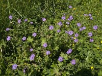 Geranium pyrenaicum 12, Bermooievaarsbek, Saxifraga-Jan van der Straaten