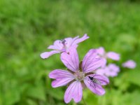 Geranium pyrenaicum 19, Bermooievaarsbek, Saxifraga-Rutger Barendse