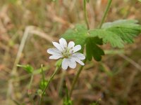 Geranium pyrenaicum 24, Bermooievaarsbek, Saxifraga-Rutger Barendse