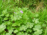 Geranium pyrenaicum 25, Bermooievaarsbek, Saxifraga-Rutger Barendse