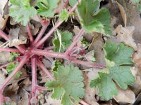 Geranium pyrenaicum 27, Bermooievaarsbek, Saxifraga-Rutger Barendse