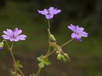 Geranium pyrenaicum 8, Bermooievaarsbek, Saxifraga-Marijke Verhagen