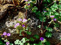 Geranium pyrenaicum 9, Bermooievaarsbek,  Saxifraga-Willem van Kruijsbergen