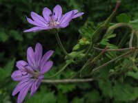 Geranium pyrenaicum 10, Bermooievaarsbek, Saxifraga-Rutger Barendse