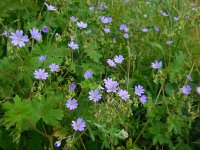 Geranium pyrenaicum 13, Bermooievaarsbek, Saxifraga-Ed Stikvoort