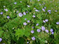 Geranium pyrenaicum 14, Bermooievaarsbek, Saxifraga-Ed Stikvoort