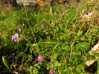 Geranium pyrenaicum 15, Bermooievaarsbek, Saxifraga-Rutger Barendse