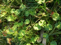 Geranium pyrenaicum 16, Bermooievaarsbek, Saxifraga-Rutger Barendse