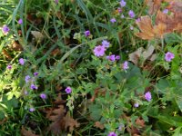 Geranium pyrenaicum 17, Bermooievaarsbek, Saxifraga-Rutger Barendse