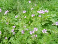 Geranium pyrenaicum 18, Bermooievaarsbek, Saxifraga-Rutger Barendse