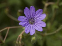 Geranium pyrenaicum 2, Bermooievaarsbek, Saxifraga-Jan van der Straaten