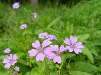 Geranium pyrenaicum 20, Bermooievaarsbek, Saxifraga-Rutger Barendse