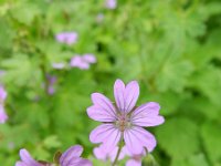 Geranium pyrenaicum 21, Bermooievaarsbek, Saxifraga-Rutger Barendse