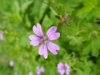 Geranium pyrenaicum 22, Bermooievaarsbek, Saxifraga-Rutger Barendse