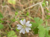 Geranium pyrenaicum 23, Bermooievaarsbek, Saxifraga-Rutger Barendse