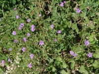 Geranium pyrenaicum 4, Bermooievaarsbek, Saxifraga-Jan van der Straaten