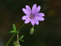 Geranium pyrenaicum 5, Bermooievaarsbek, Saxifraga-Jan van der Straaten