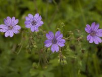 Geranium pyrenaicum 7, Bermooievaarsbek, Saxifraga-Marijke Verhagen