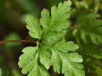 Geranium robertianum 40, Robertskruid, Saxifraga-Sonja Bouwman