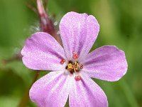 Geranium robertianum 42, Robertskruid, Saxifraga-Sonja Bouwman