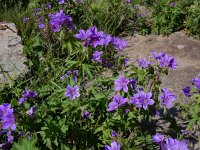 Geranium ruprechtii