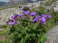 Geranium ruprechtii 2, Saxifraga-Ed Stikvoort